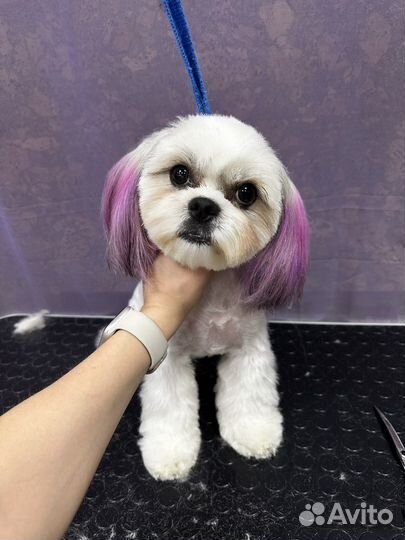 Груминг. Стрижка животных