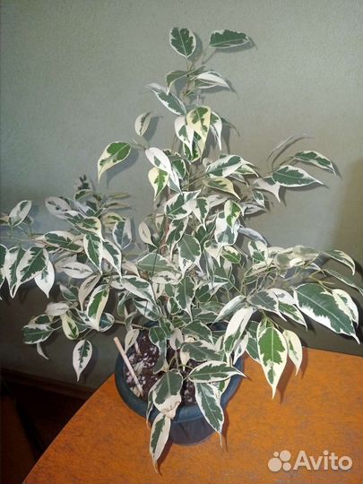 Фикусенок - малыш Твилайт