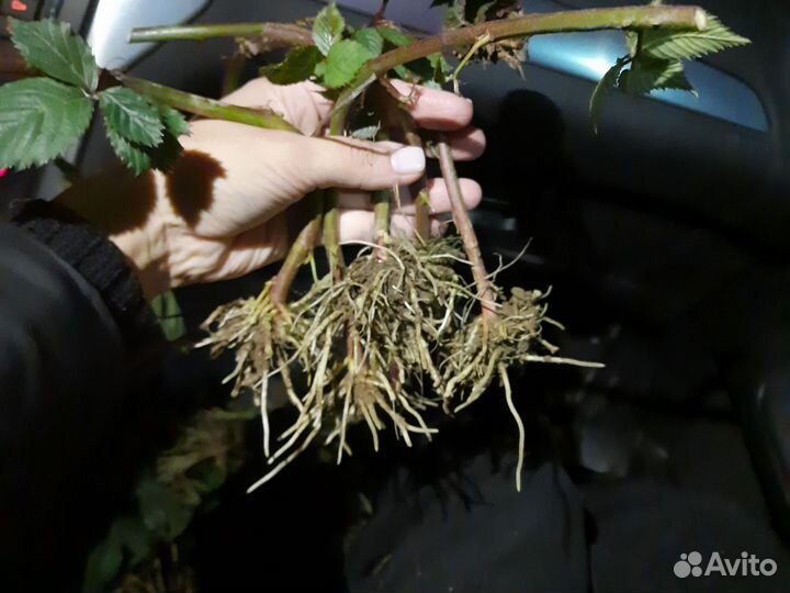 Саженцы ежевики 