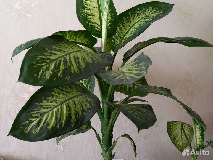 Диффенбахия