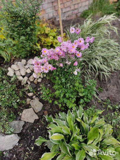 Хризантема