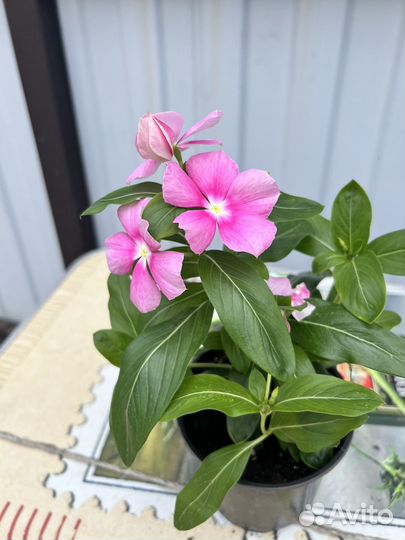 Катарантус ампельный