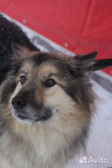 Пушистый красавец-пёс Бароша в добрые руки