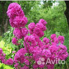 Многолетние растения