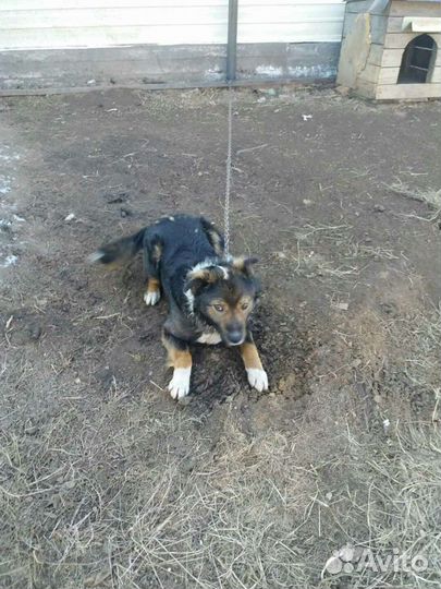 Умный пёсик