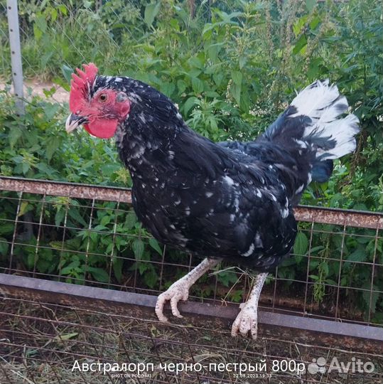 Молодые петухи