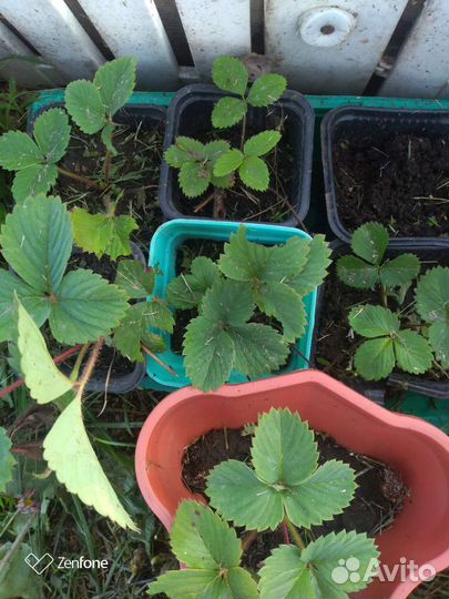 Земляника саженцы