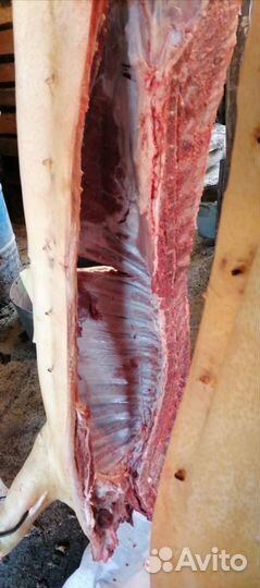 Мясо свинина домашняя