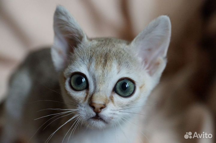 Сингапурские котята