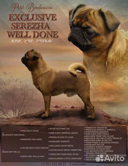 Пти брабансон вязка