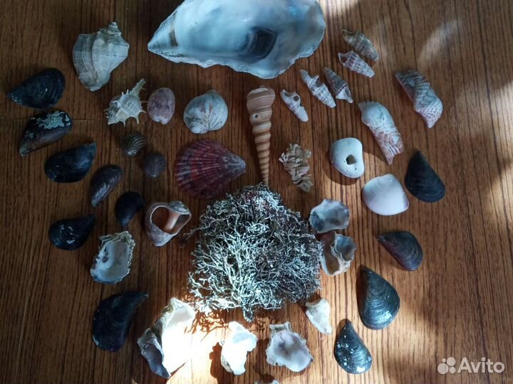 Ракушки набор, наборы для творчества