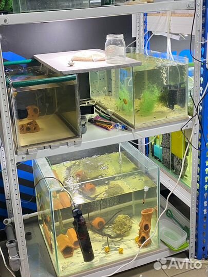 Аквариумные рыбкии растения улитк