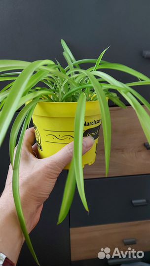 Комнатные растения