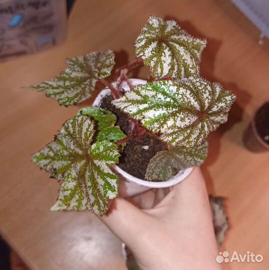 Бегония, алоказия