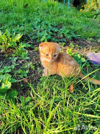 Котенок в добрые руки бесплатно