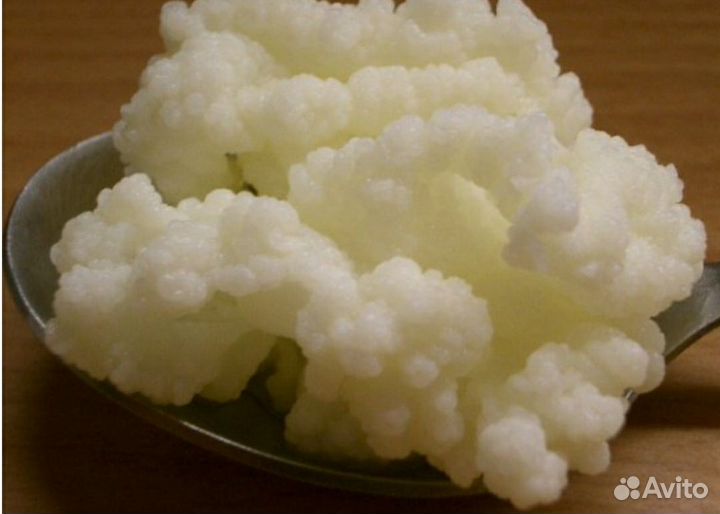 Тибетский молочный грибок