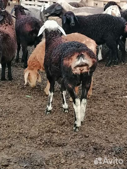 Курдючные Ярки, Баранчики. Гиссар Эдильбай