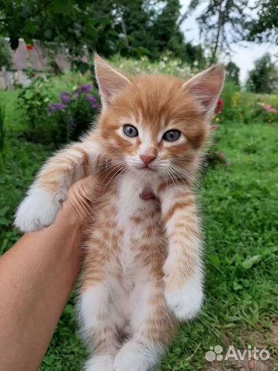 Котята в добрые руки бесплатно