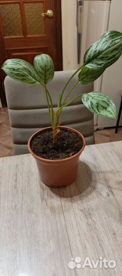 Аглаонема Сильвер Квин