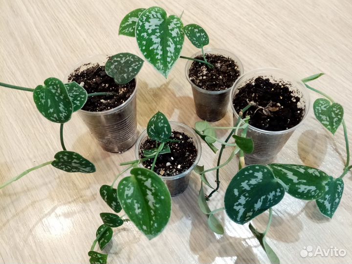 Сциндапсус пиктус