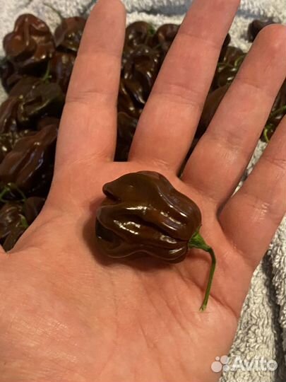 Перец Хабанеро шоколадный плод с семенами 1 шт