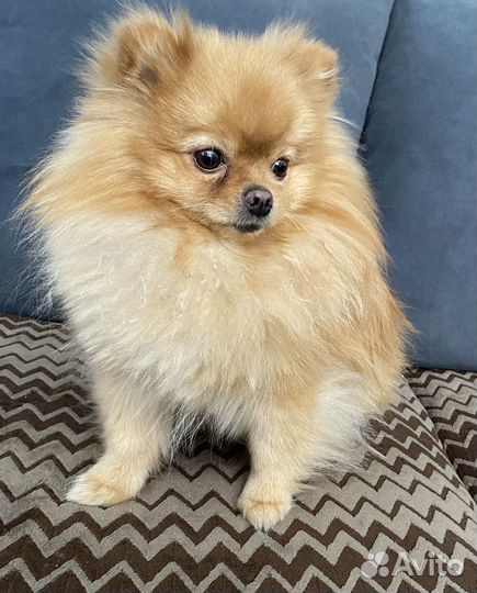 Вязка Кляйншпиц