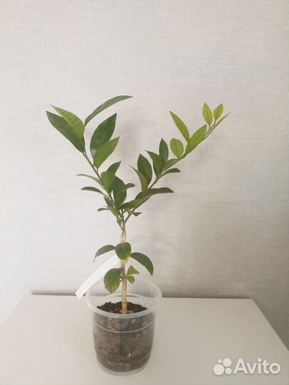 Мандарин, привитый из магазинной веточки, бэйбик