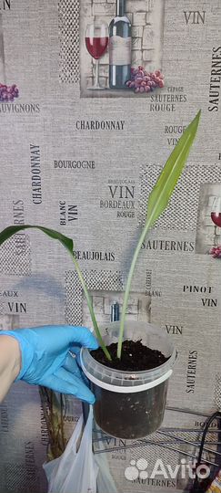 Эухарис, амазонская лилия