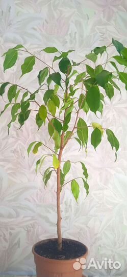 Фикус Бенджамина