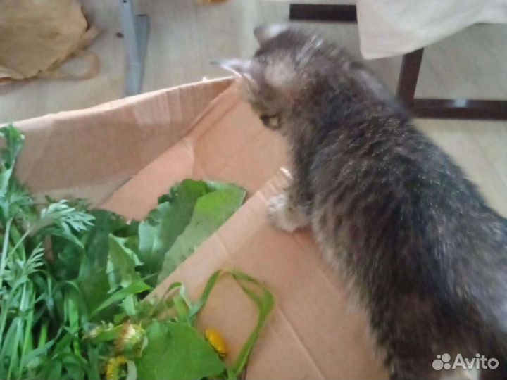 Котёнок девочка