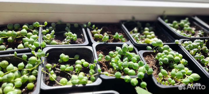 Крестовик Роули