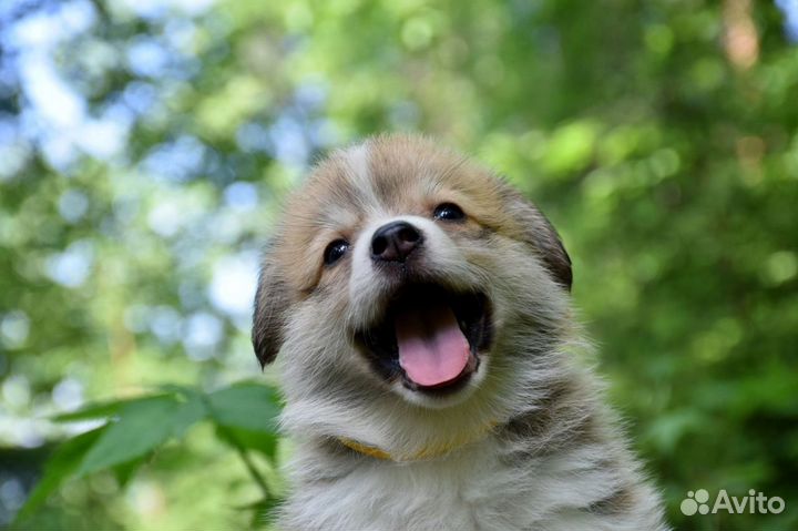 Щенки вельш корги пемброк