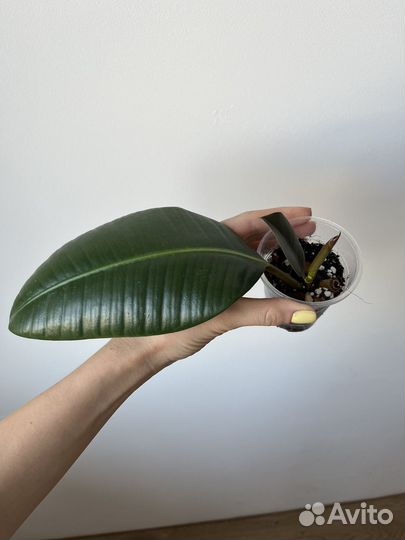 Фикусы разные