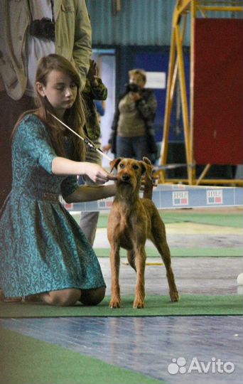 Хендлер, кинолог, курсы послушания, дрессировка