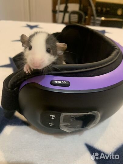 Крысята дамбо