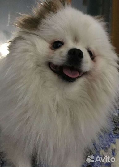 Померанский шпиц мини