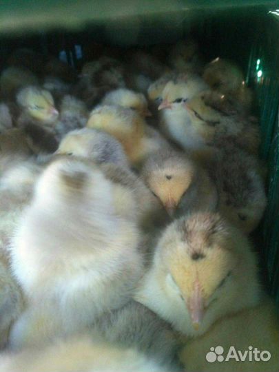 Мастер Грей суточные