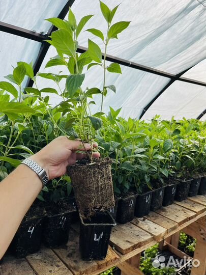 Гортензия метельчатая саженцы