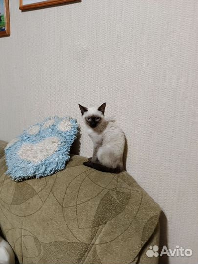 Кошка в дар