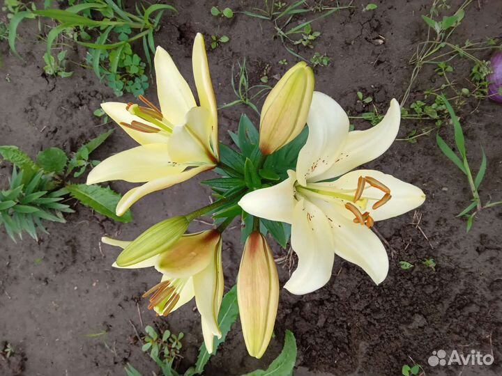 Лилии луковица