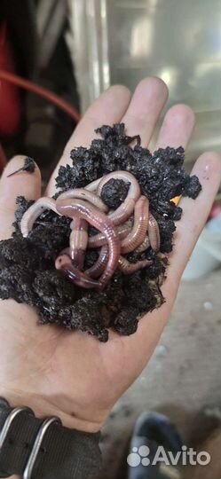 Черви для рыбалки Дендробена/Старатель