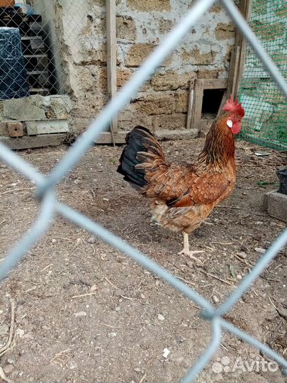 Петух, курицы и цыплята