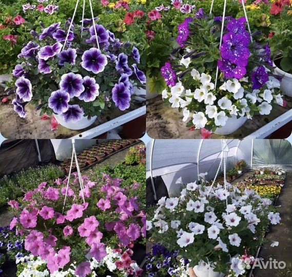 Рассада цветов