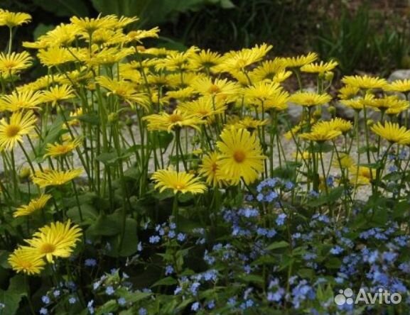 Хеномелис, дороникум, овсяница, фалярис идр