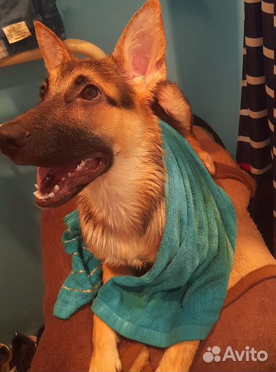 Немецкая овчарка