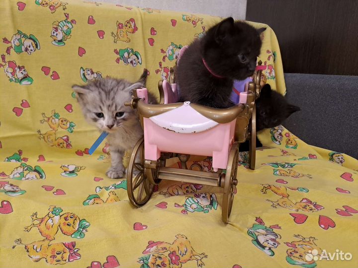 Котята в добрые руки