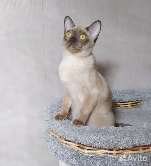 Бурманские котята
