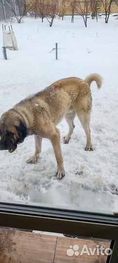 Турецкий кангал