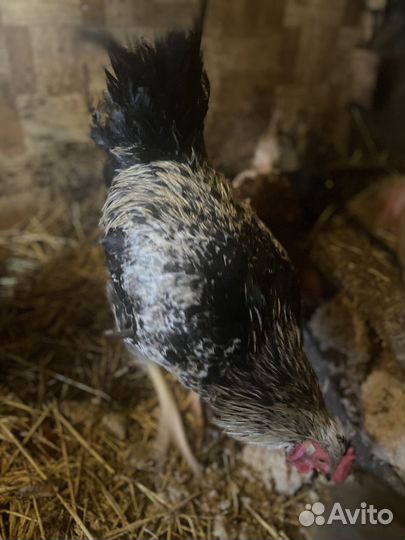 Петухи от курицы доминанта