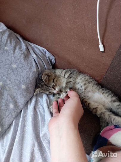 Котёнок-мальчик